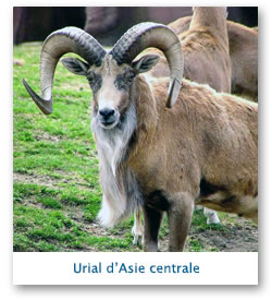 Urial  