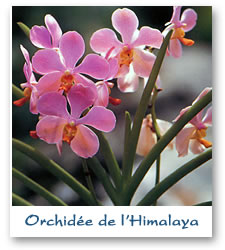 Orchidées de l'Himalaya
