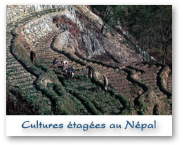 Barabise au Népal