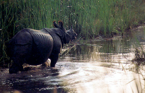 Le rhinocéros est présent dans les jungles et les savanes du Teraï