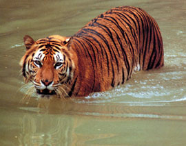 Le tigre a pour habitat les jungles et les savanes du teraï