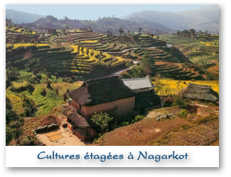 Cultures étagées à Nagarkot