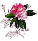 Fleur du rhododendron